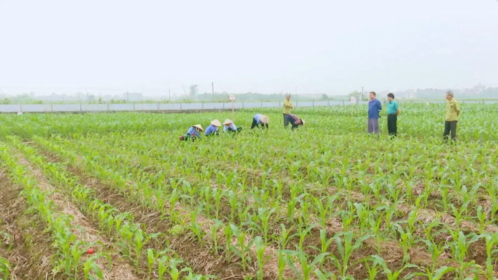 Khó GPMB với giá đất nông nghiệp hiện tại